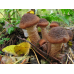 Мицелий Опенка темного / Опенок грунтовой (Armillaria ostoyae)